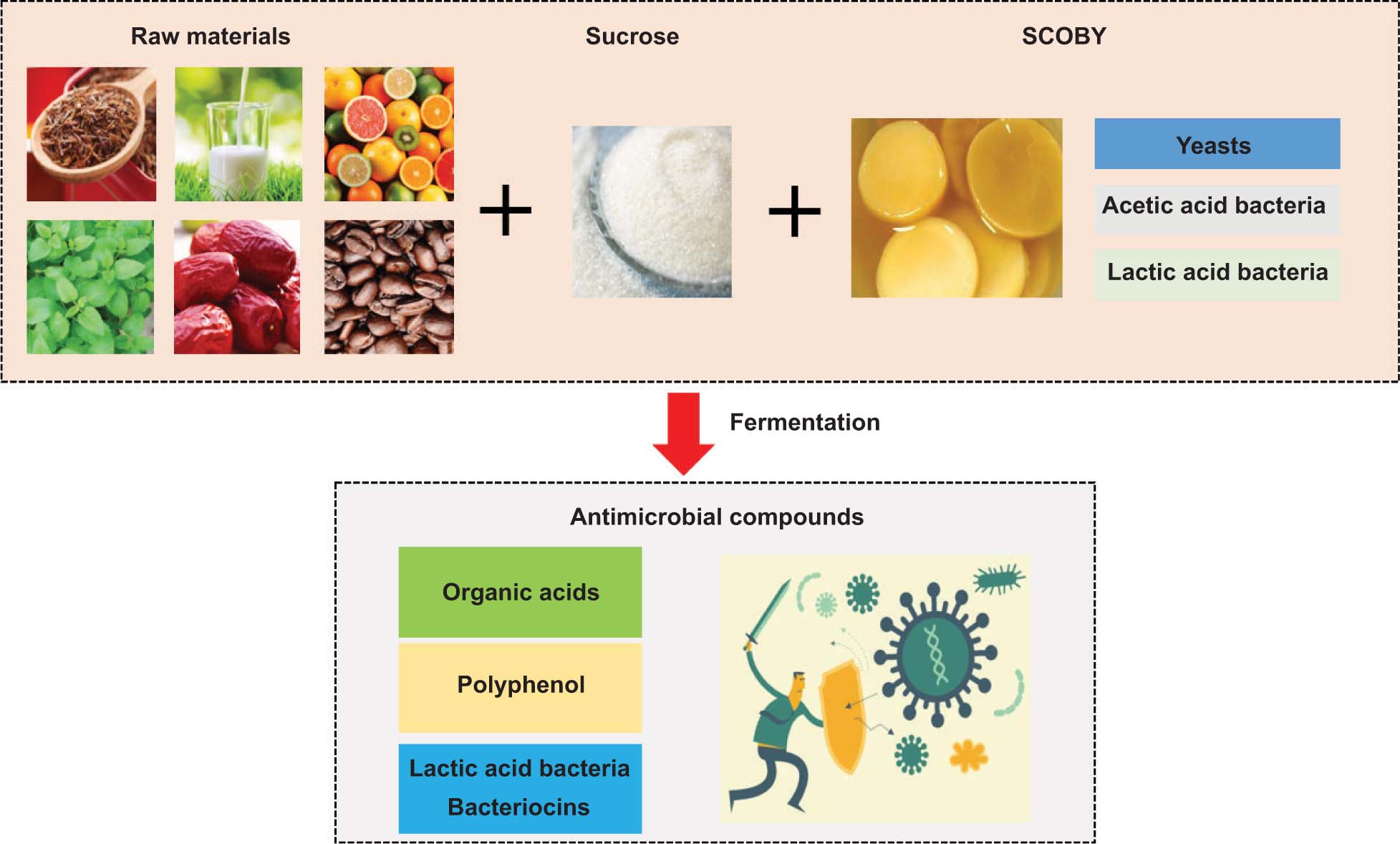 Antimicrobial potential of kombucha against foodborne pathogens a